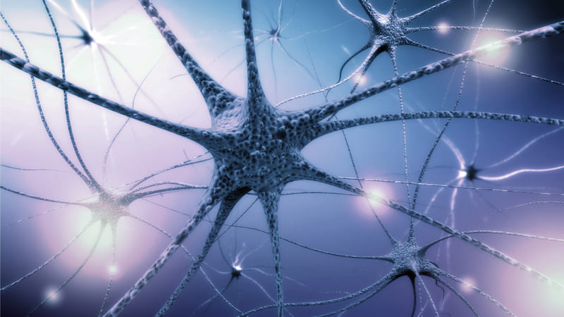The Nervous System