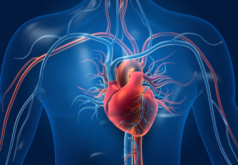 The Circulatory System