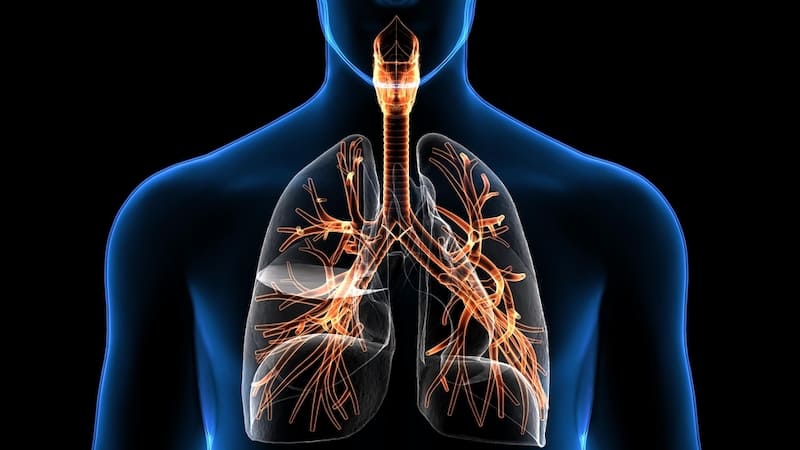 The Respiratory System