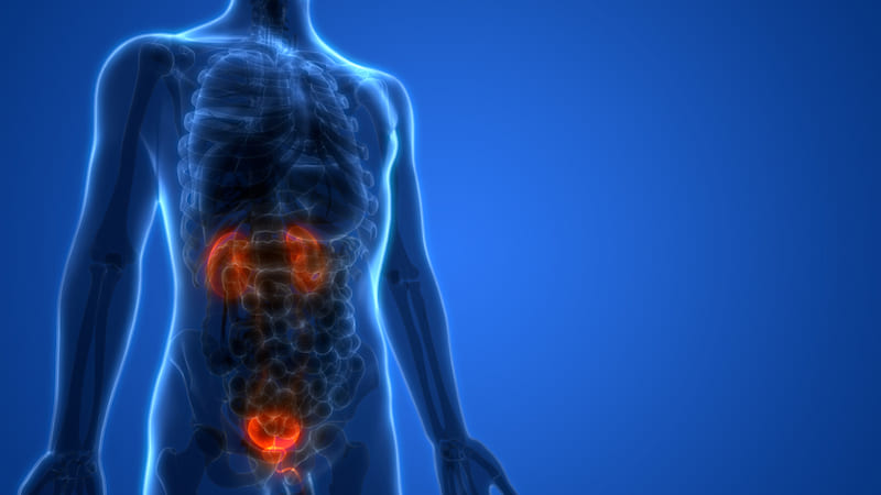 The Urinary System