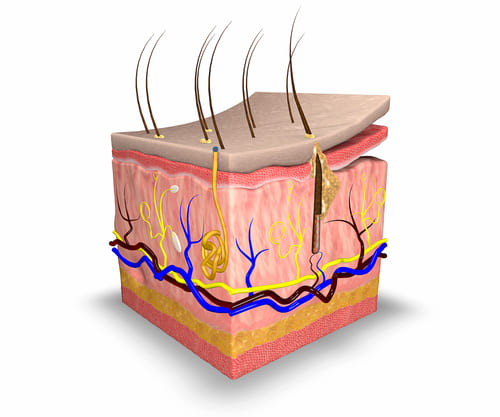 The Integumentary System<