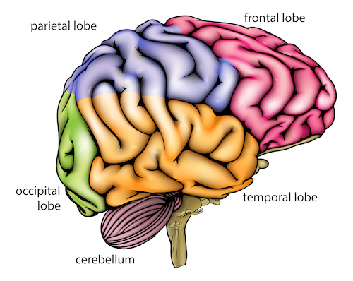 Parts of the Nervous System<
