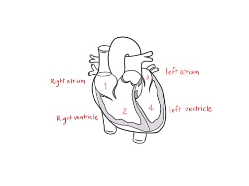 The Heart<