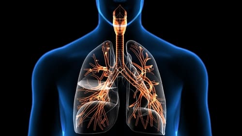 Parts of the Respiratory System<