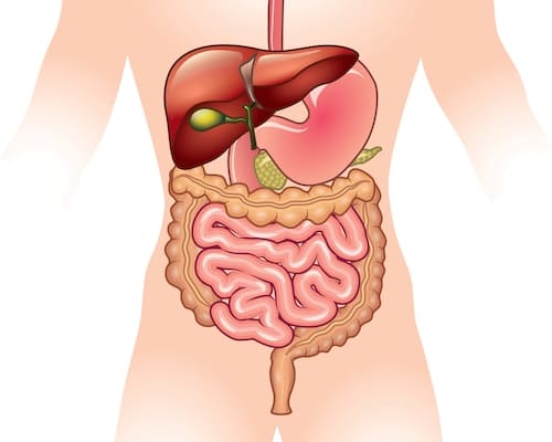 Parts of the Digestive System<