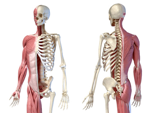 Parts of the Musculoskeletal System<