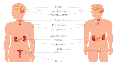 Parts of the Endocrine System<