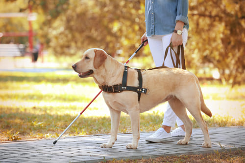 Caring for Clients with Service Dogs<